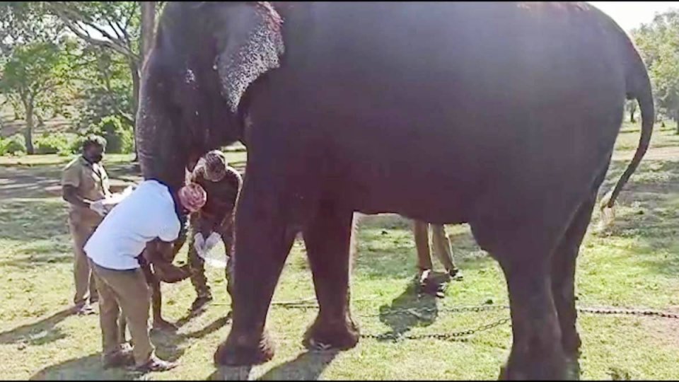 Covid baleega singaa eh maruvumun, 28 Elephant in sample nagai test kuranee 