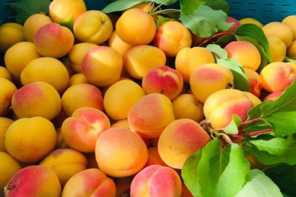 50 aharu fahun ladak ge apricot baazaarah