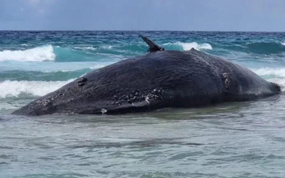 Maruvefai oiy bodu maheh Hithadhoo ah laggaifi