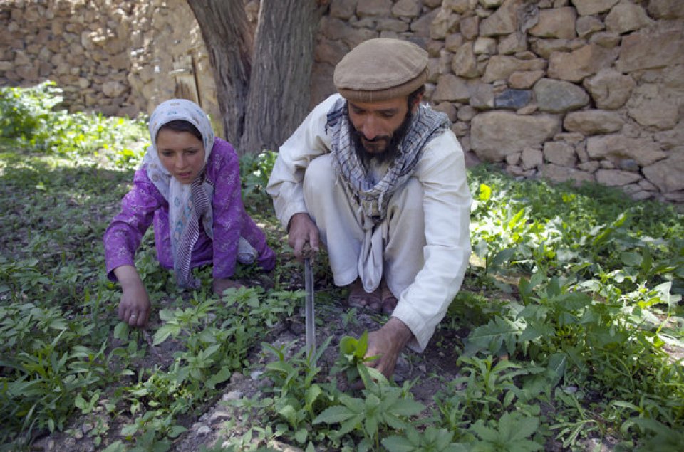 Afghanistan gai ganjaa ufehdhun aanmu vanee