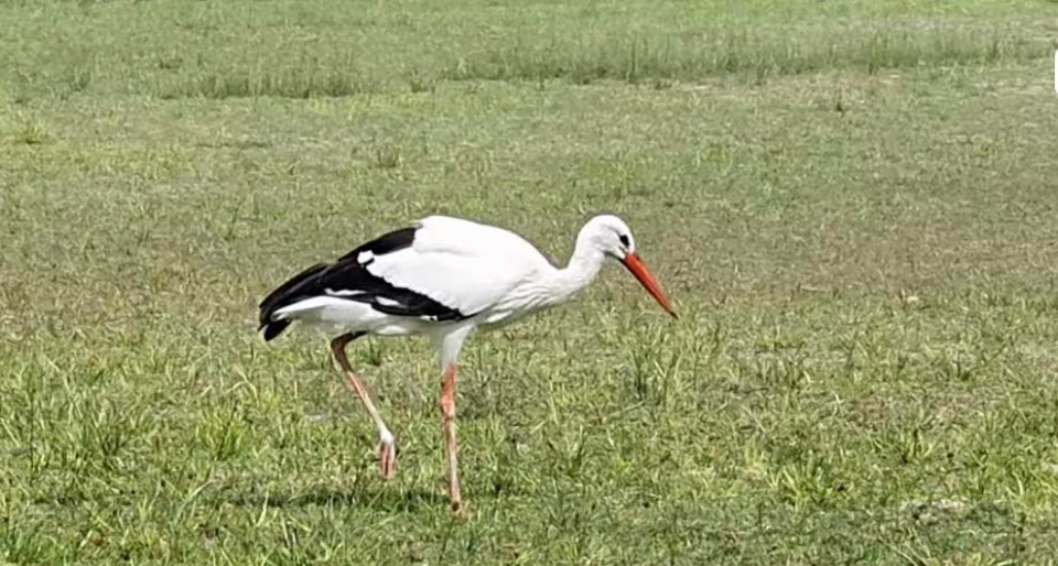 Raajje in kurin nufenna dhoongneh fenijje