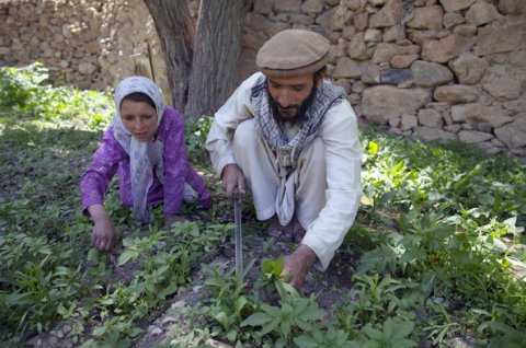 Afghanistan gai ganjaa ufehdhun aanmu vanee