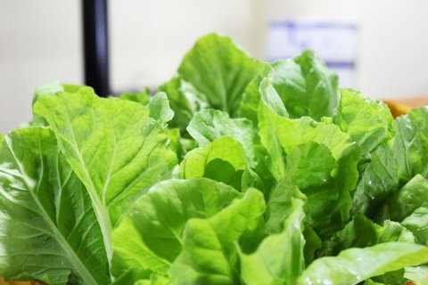 Thaaza lettuce STO in