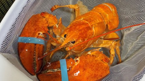 Ultra rare orange lobster eh America in fenijje