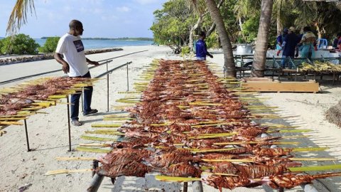 އުލިގަމުގެ މަސްފިހުމުގެ އިޖްތިމާއީ ބޮޑު ހަރަކާތް ޖެނުއަރީމަހު ދެވަނަދުވަހު