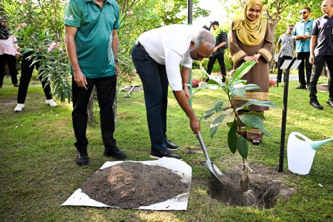 ފަސް މިލިއަން ގަސްއިންދުމުގެ ޕްރޮގްރާމް ރައީސް ދެކަނބަލުން، އިފުތިތާހުކޮށްދެއްވައިފި