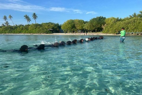 މުންޑޫ ކަނބަލުންނަށް މޫދު ކަސްރަތު ޕްރޮގްރާމެއް ފަށައިފި