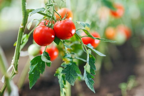 Tomato (Villathu Bashi) Hadhdhaane goiy