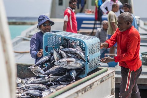 މަސްވެރިން ކުރައްވާ ބުރަ މަސައްކަތުގެ އަގު ވަޒަންކުރުމަކީ، ގައުމީ ވާޖިބެއް- ރައީސް